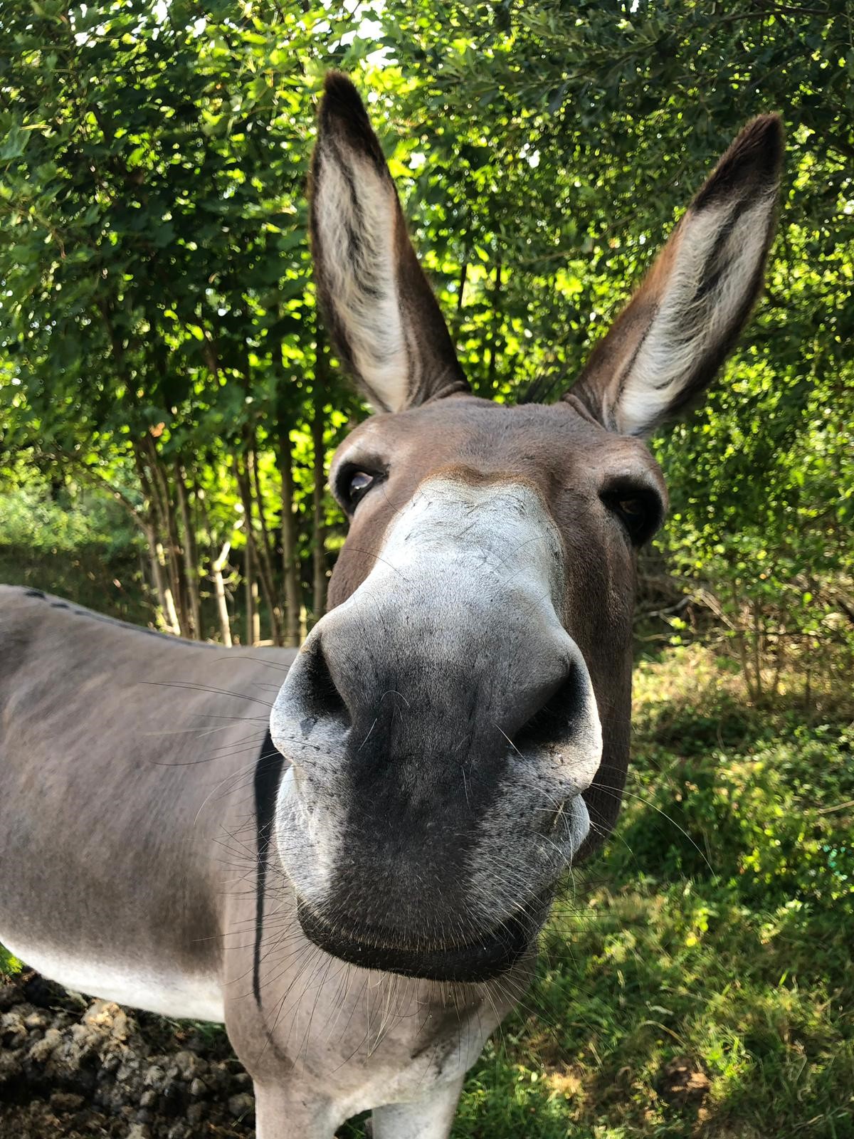 De la nature et des animaux en éco-pâturage sur le terrain de notre fabrique pour un bol d'air à la pause déj !